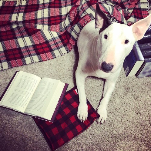 Lovabull Bull Terrier Ruca